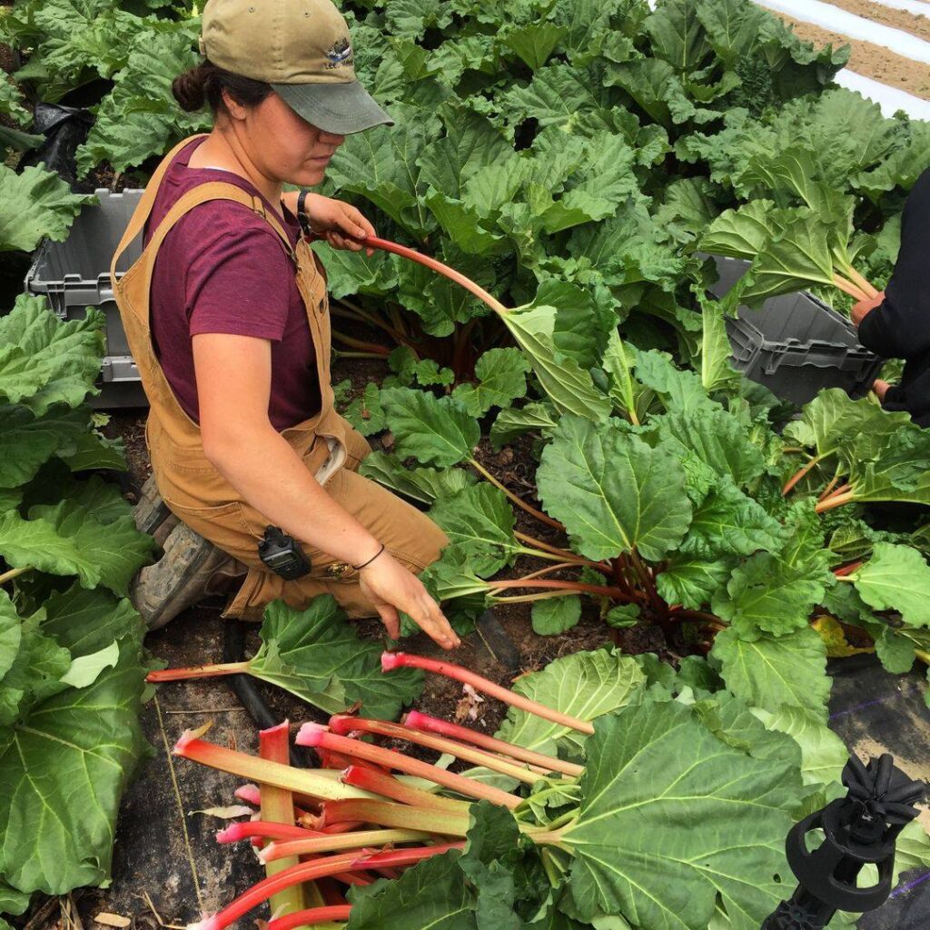 Two Farmers Farm pulling rhubarb