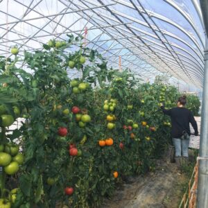 Two Farmers Farm tomato crop
