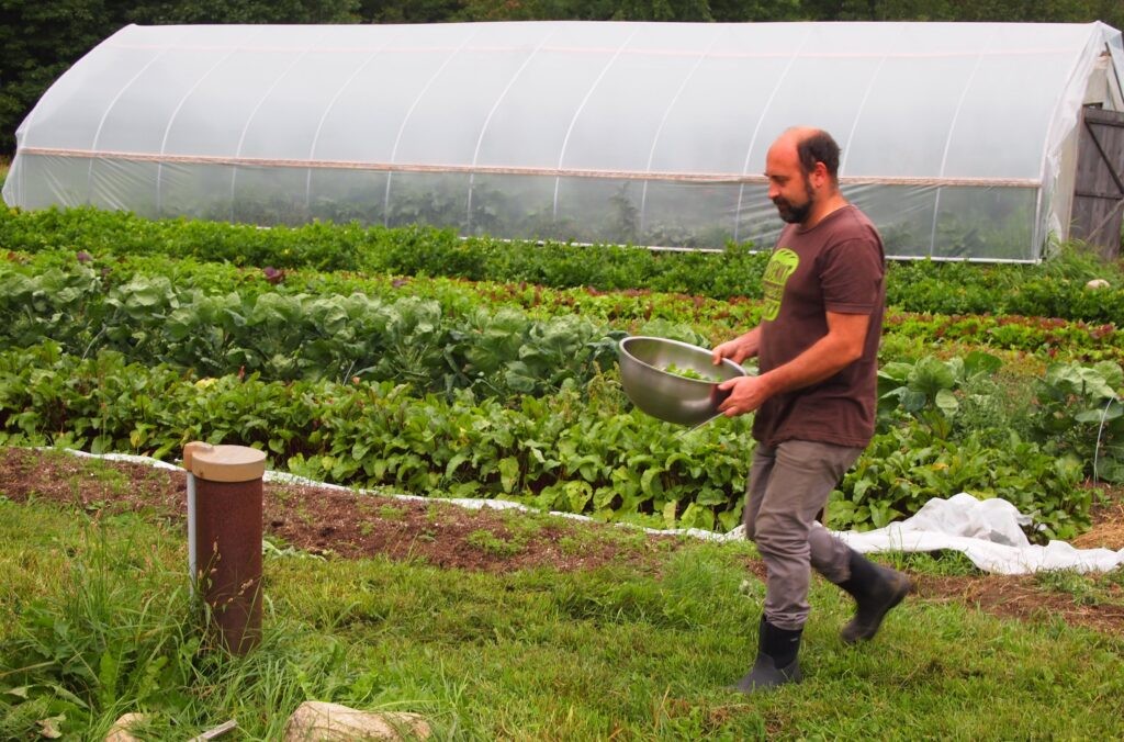 Rosemont employee picks lettuce from the farm for dinner