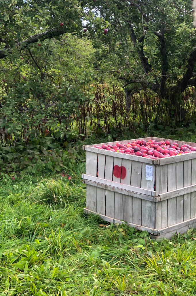 Bushel of Apples at Bracketts Orchard