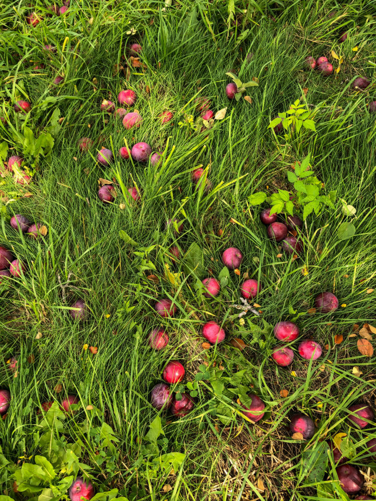 Apples on the Ground at Bracketts Orchard