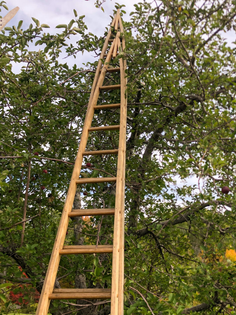 Ladder in Tree at Bracketts orchard