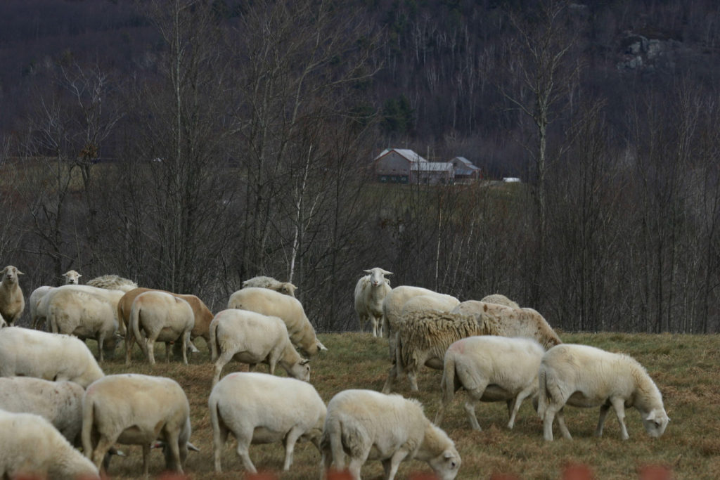 Lamb grazing on the stoneheart farm