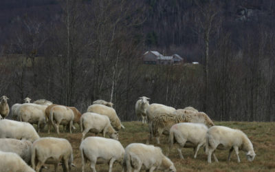 Lamb grazing on the stoneheart farm