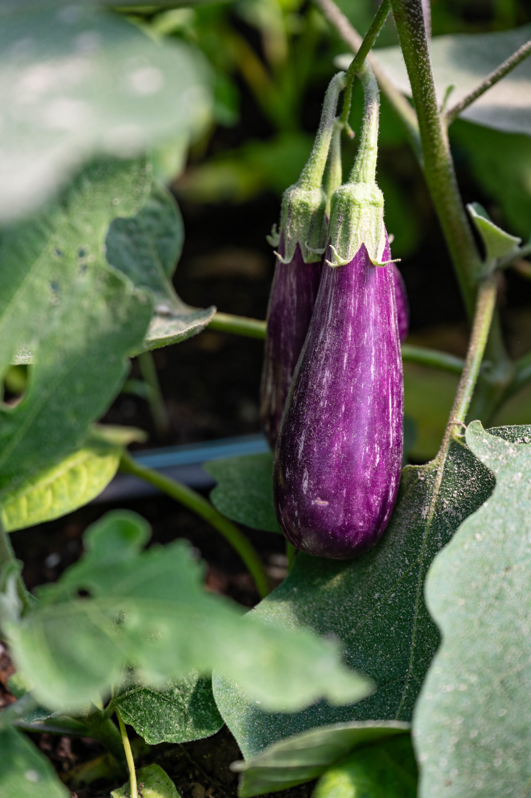 Grilled Eggplant Parmesan