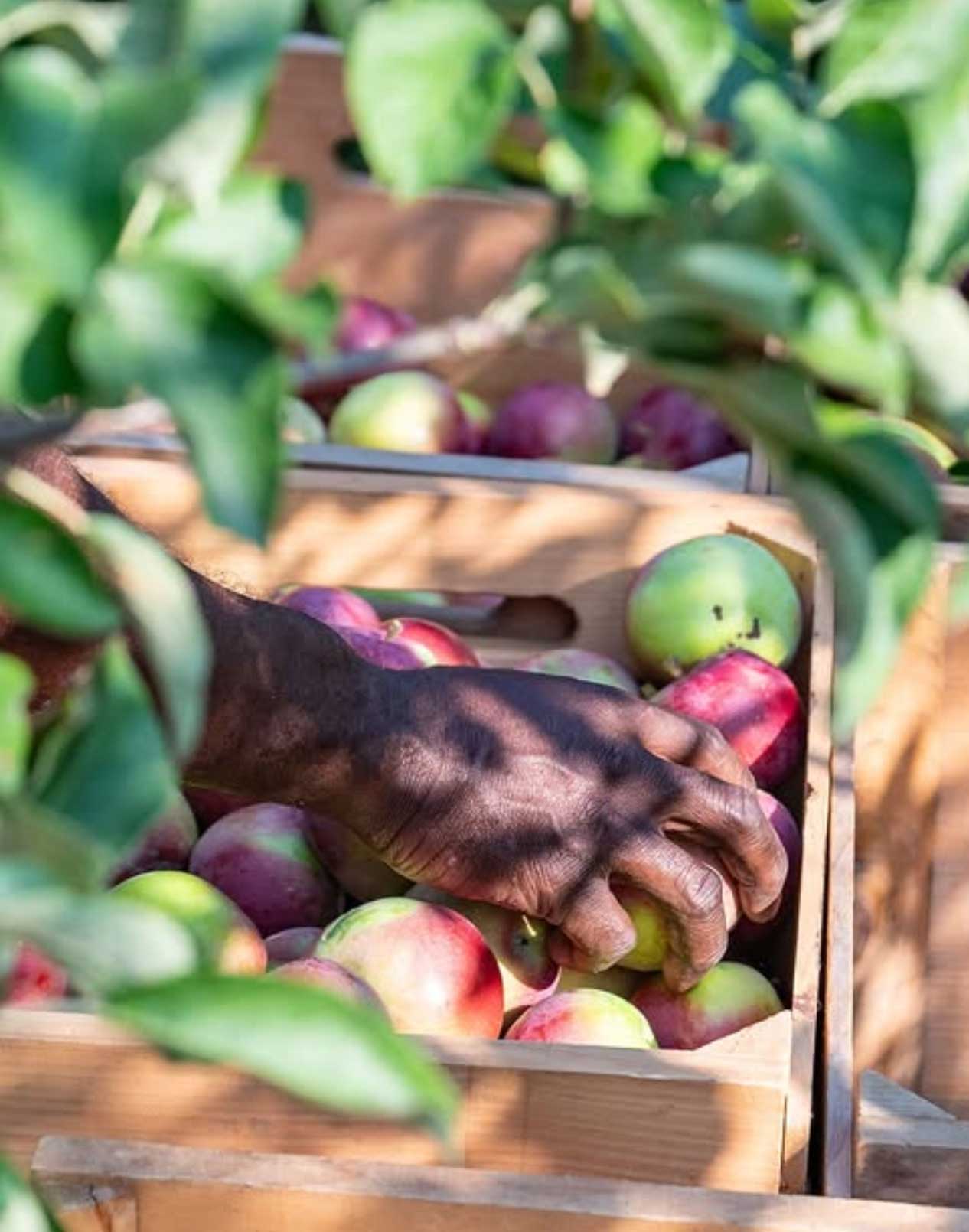 Maine Apples
