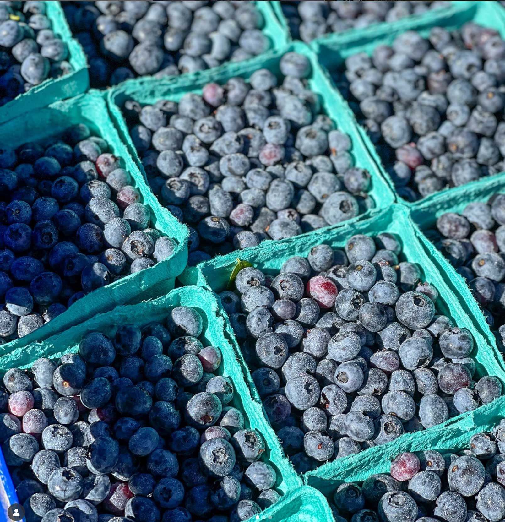 Maine Blueberries