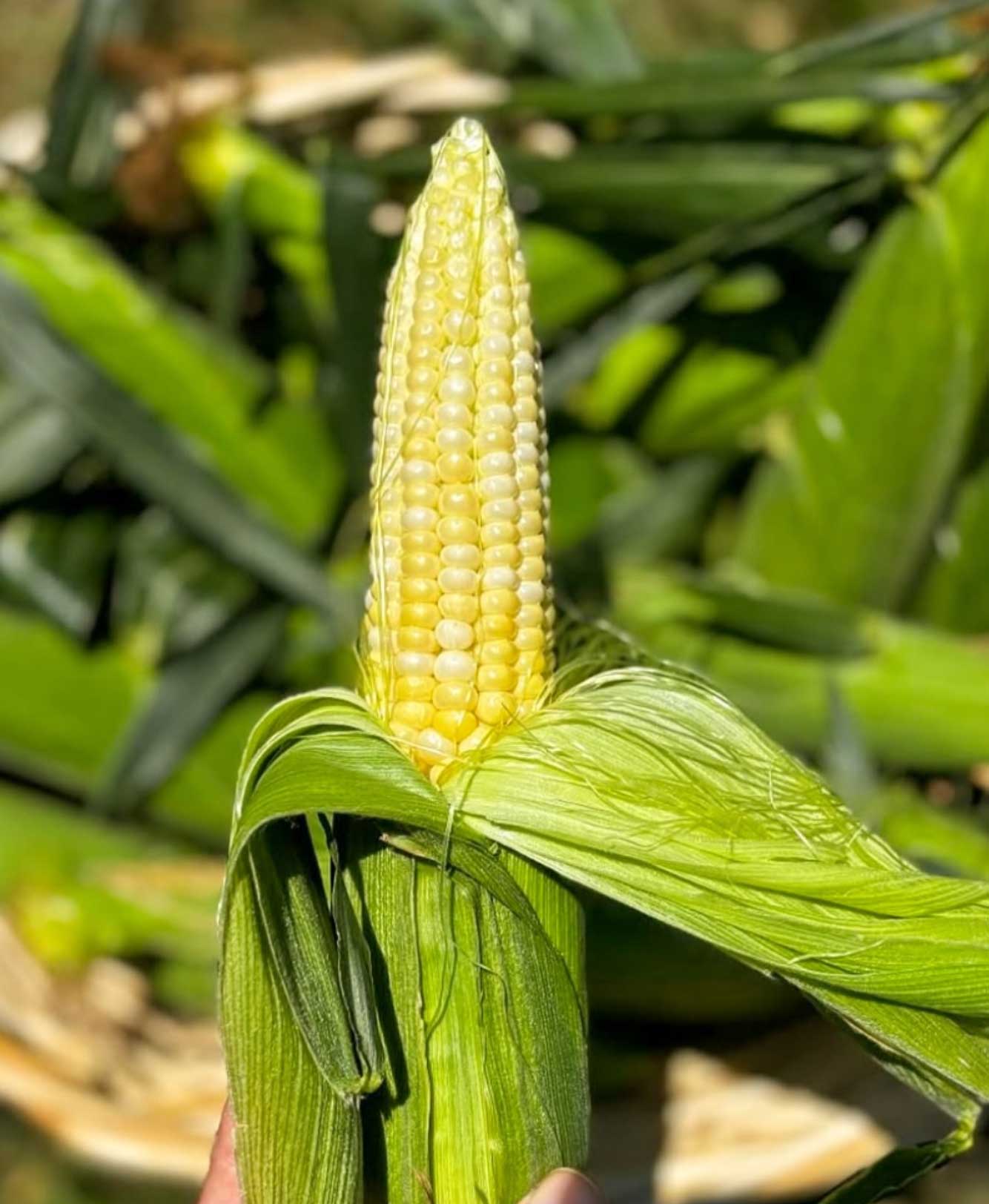 Maine Sweet Corn
