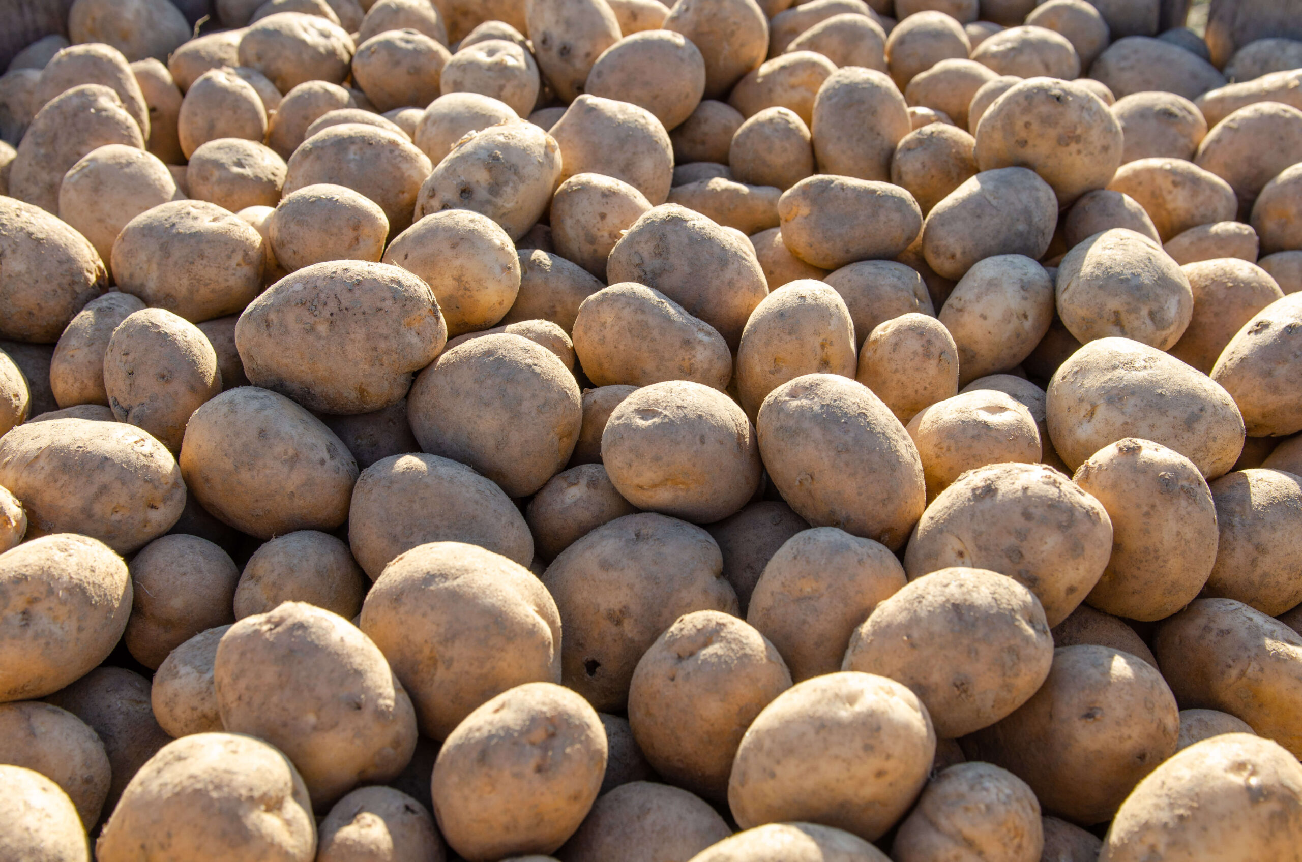 Goranson Kennebec Potato