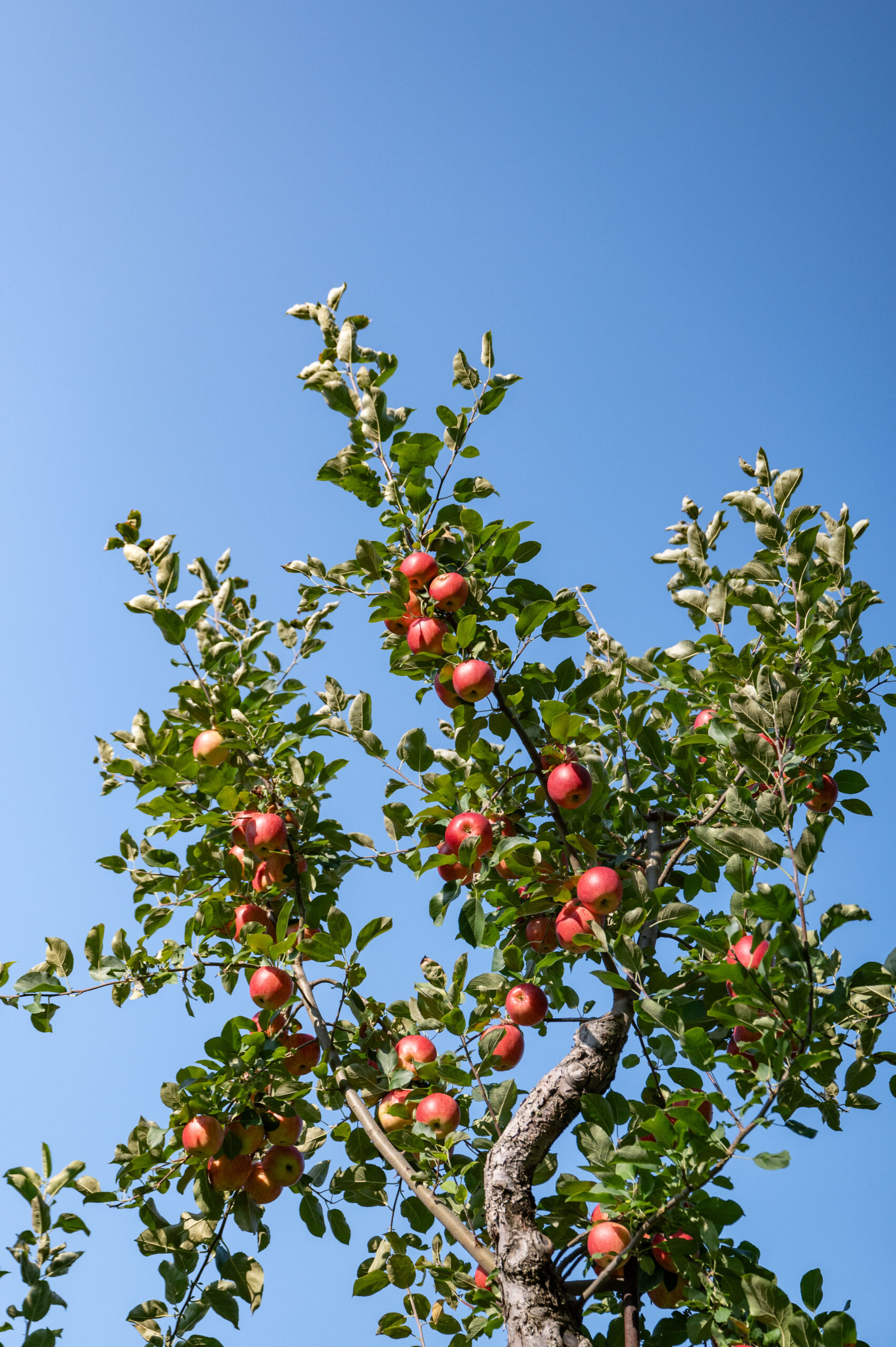 Meet Our Friends at Brackett’s Orchard